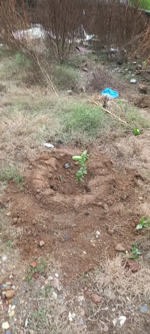 Tree Plantation 2021 – Punjab