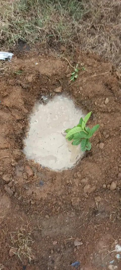 Tree Plantation 2021 – Punjab