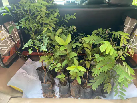 Tree Plantation 2022 – Andhra Pradesh & Telangana