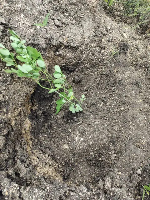 Tree Plantation 2023 – Karnataka