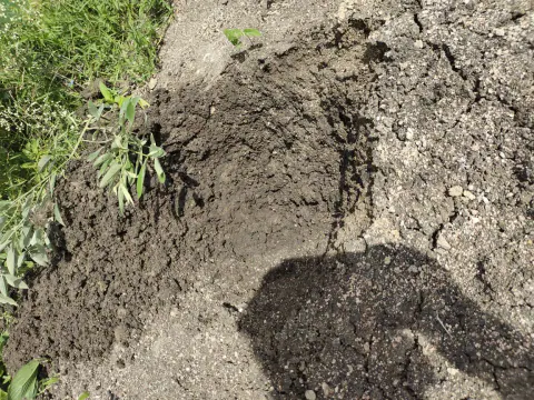 Tree Plantation 2023 – Karnataka