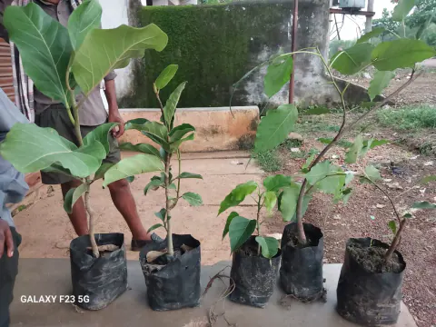 Tree Plantation 2023 – Odisha