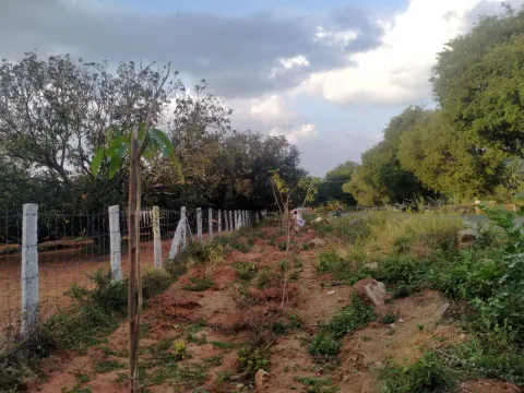 Tree Plantation 2023 – Tamil Nadu