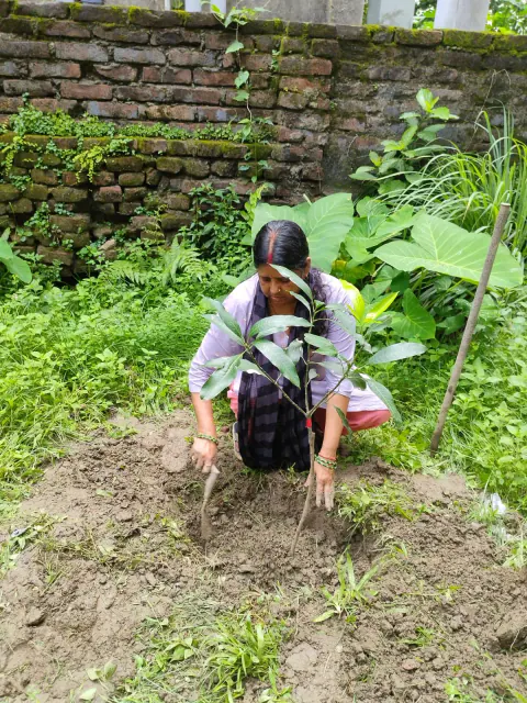 Tree Plantation 2024 – Bihar