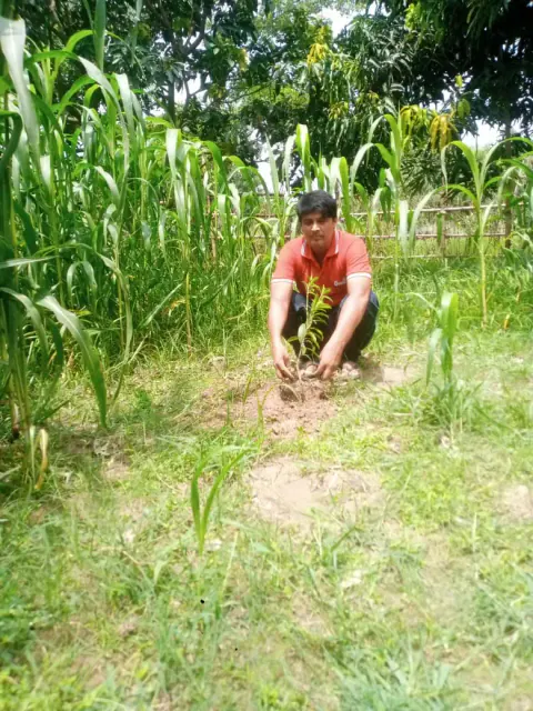 Tree Plantation 2024 – Bihar