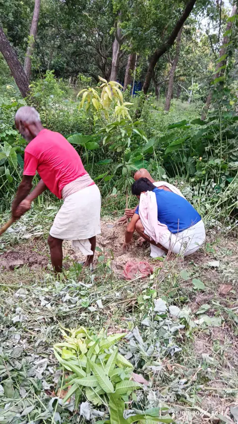 Tree Plantation 2024 – Bihar