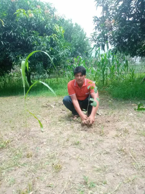 Tree Plantation 2024 – Bihar