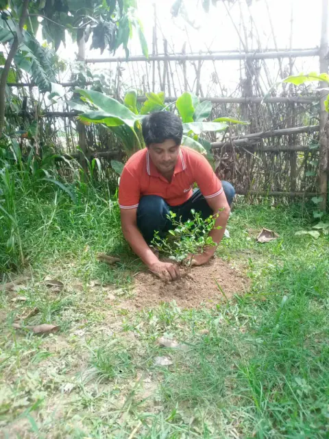Tree Plantation 2024 – Bihar