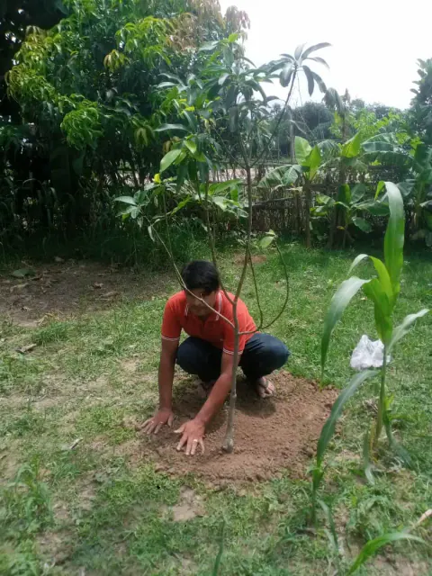 Tree Plantation 2024 – Bihar