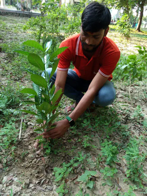 Tree Plantation 2024 – Bihar