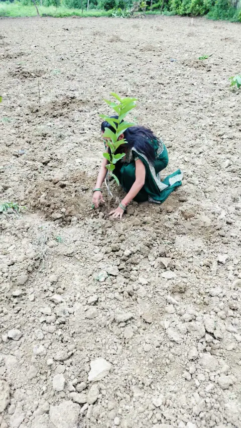 Tree Plantation 2024 – Bihar
