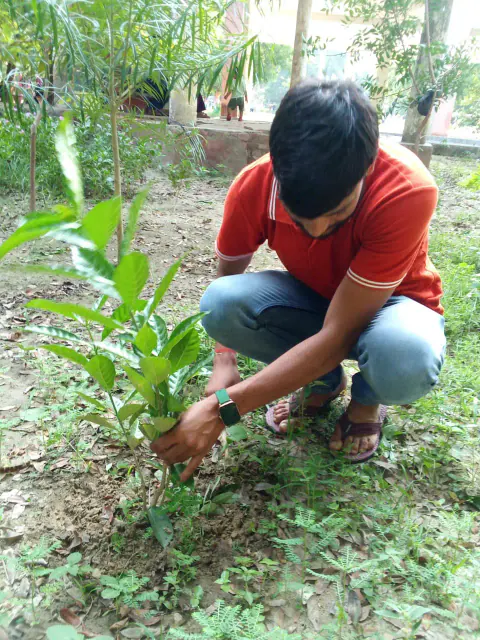 Tree Plantation 2024 – Bihar