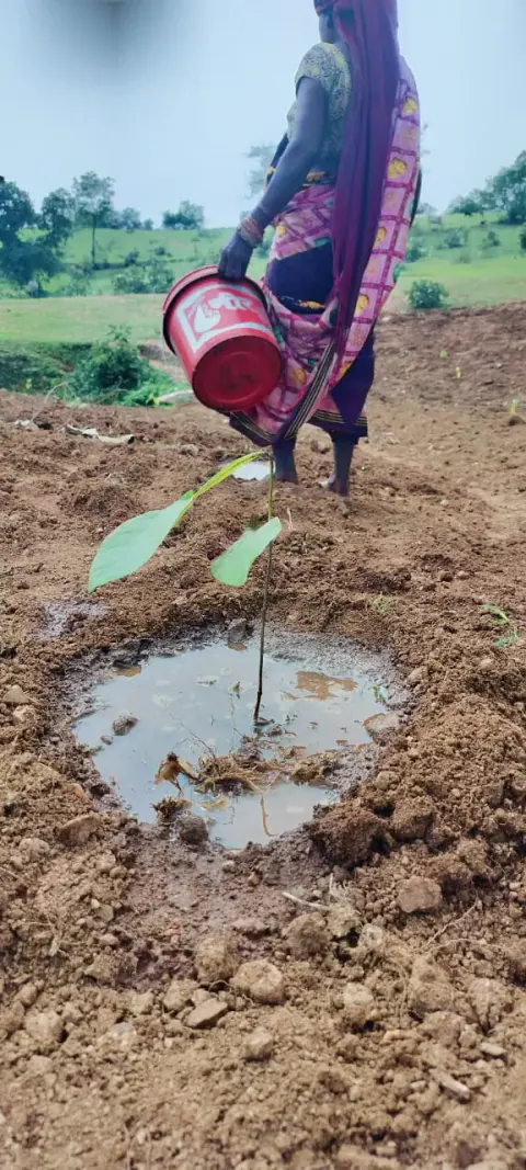 Tree Plantation 2024 – Bihar