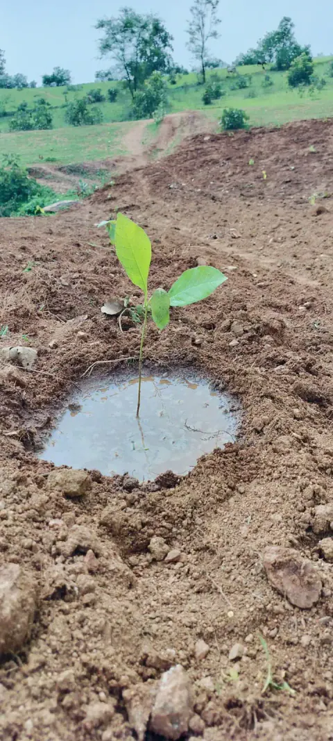 Tree Plantation 2024 – Bihar