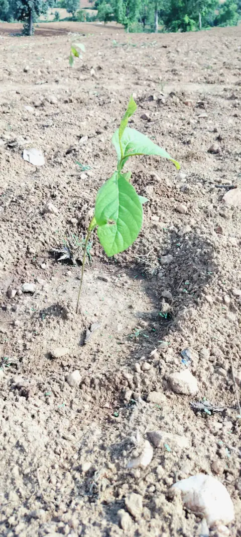 Tree Plantation 2024 – Bihar