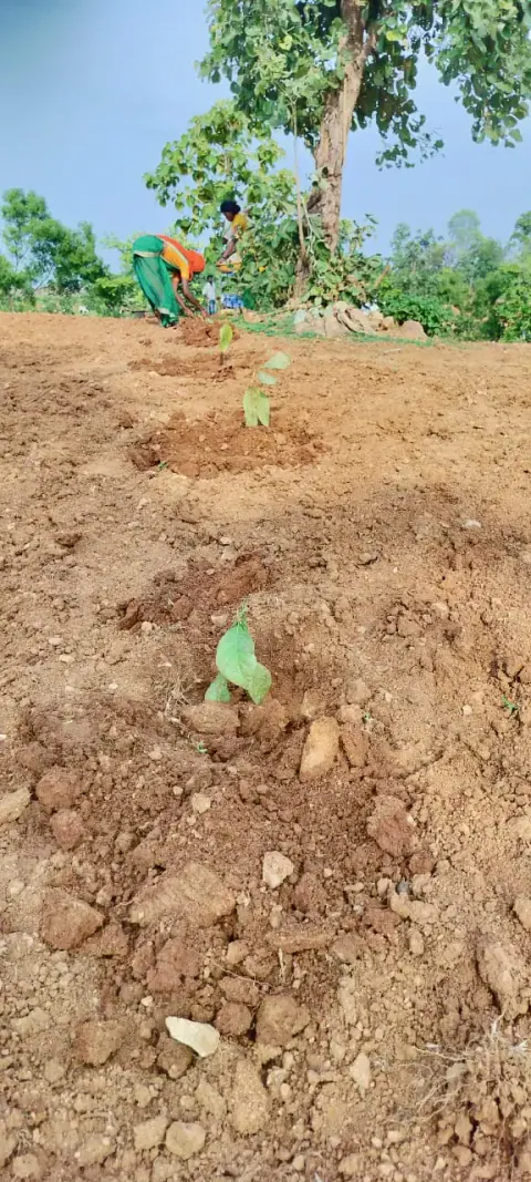 Tree Plantation 2024 – Bihar