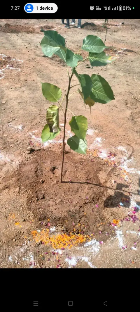 Tree Plantation 2024 – Bihar