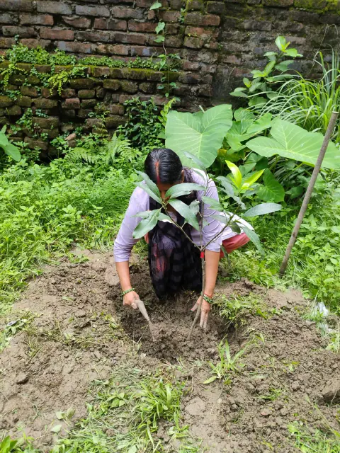 Tree Plantation 2024 – Bihar