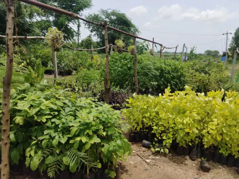 Tree Plantation 2024 – Lead Crop Science