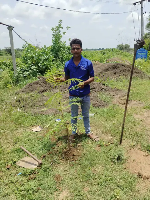 Tree Plantation 2024 – Lead Crop Science