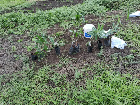 Tree Plantation 2024 – Lead Crop Science