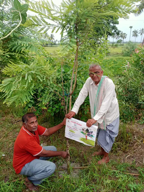 Tree Plantation 2024 – Lead Crop Science
