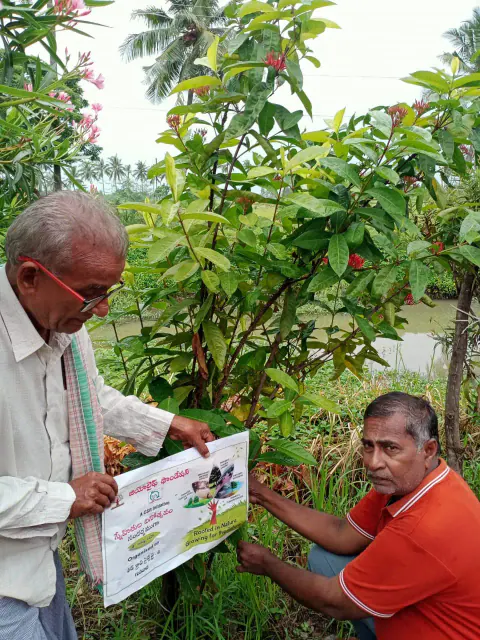 Tree Plantation 2024 – Lead Crop Science