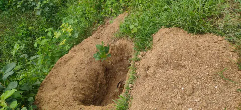 Tree Plantation 2024 – Lead Crop Science