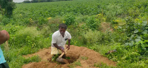 Tree Plantation 2024 – Lead Crop Science