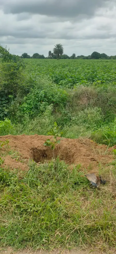 Tree Plantation 2024 – Lead Crop Science