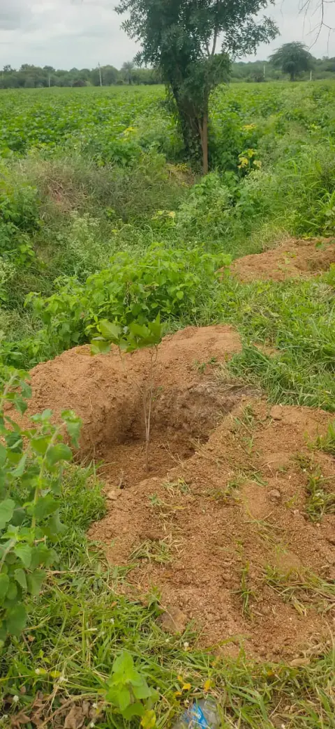 Tree Plantation 2024 – Lead Crop Science