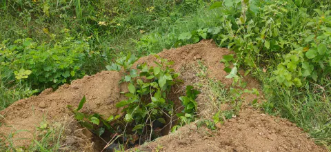 Tree Plantation 2024 – Lead Crop Science