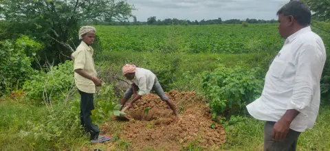 Tree Plantation 2024 – Lead Crop Science