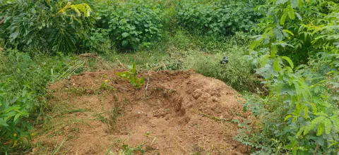 Tree Plantation 2024 – Lead Crop Science