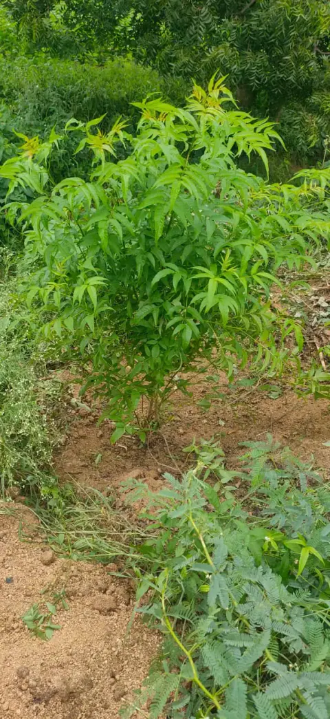Tree Plantation 2024 – Lead Crop Science