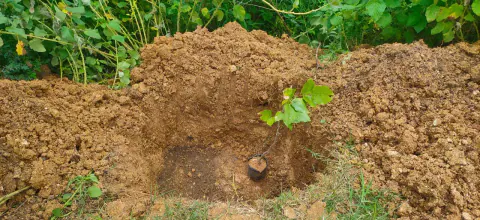 Tree Plantation 2024 – Lead Crop Science