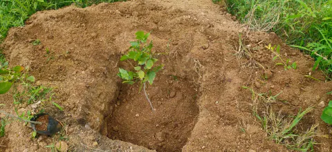 Tree Plantation 2024 – Lead Crop Science