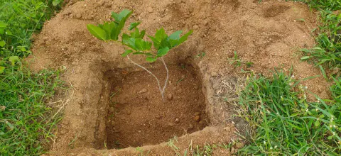 Tree Plantation 2024 – Lead Crop Science