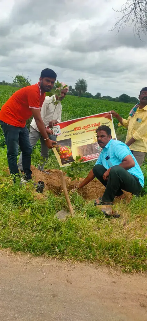 Tree Plantation 2024 – Lead Crop Science