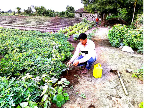 Tree Plantation 2025 – Gujarat