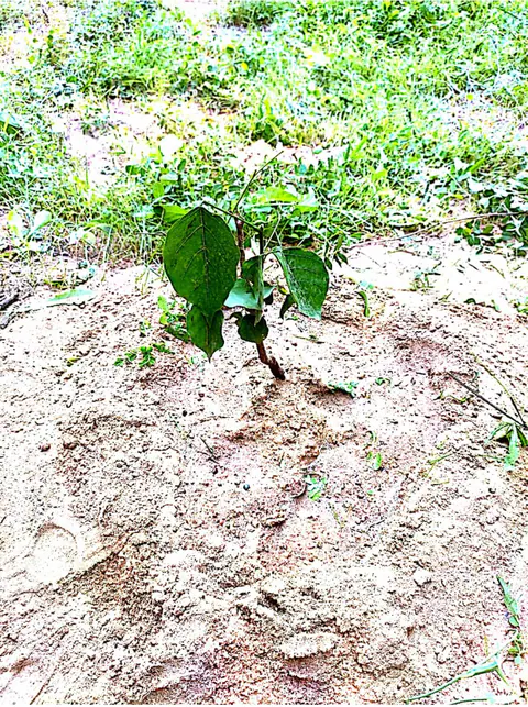 Tree Plantation 2025 – Gujarat