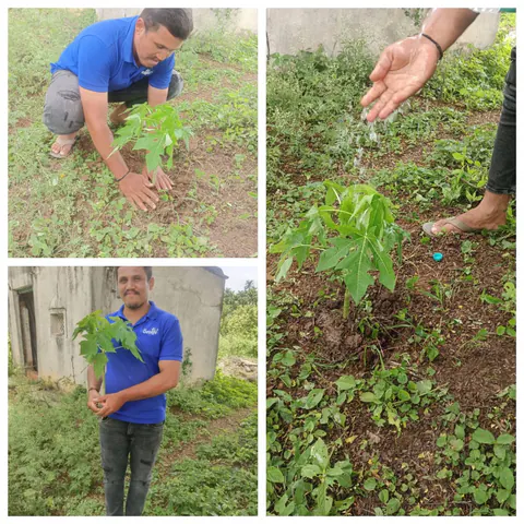 Tree Plantation 2025 – Karnataka
