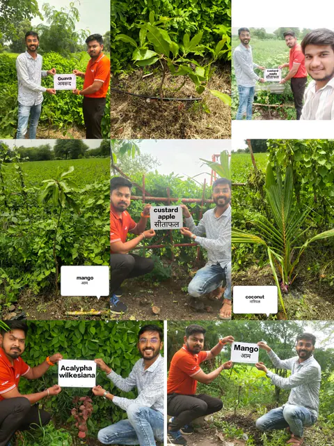 Tree Plantation 2025 – Madhya Pradesh