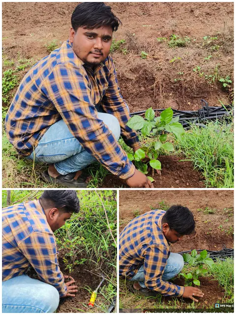 Tree Plantation 2025 – Madhya Pradesh