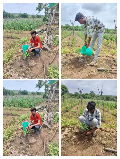 Tree Plantation 2025 – Maharashtra