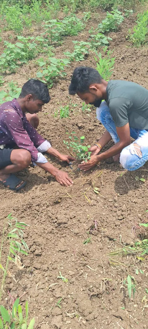 Tree Plantation 2025 – Maharashtra