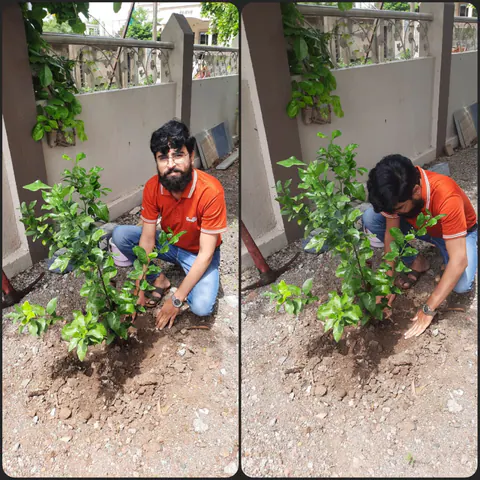 Tree Plantation 2025 – Maharashtra