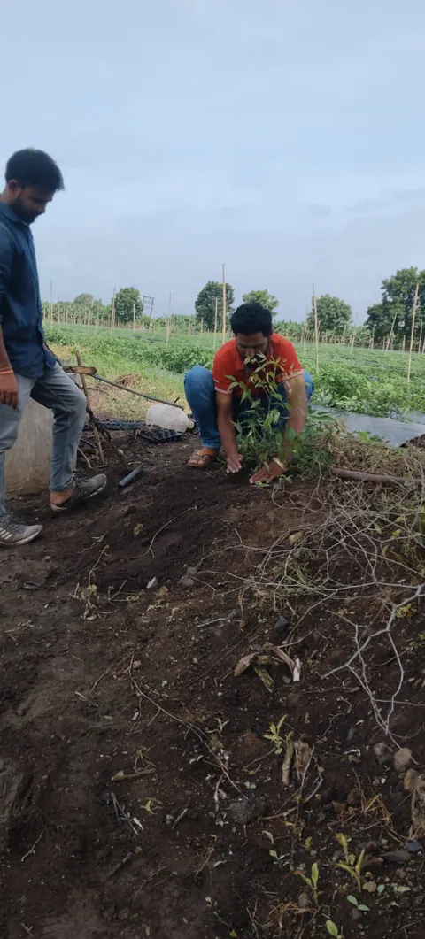 Tree Plantation 2025 – Maharashtra
