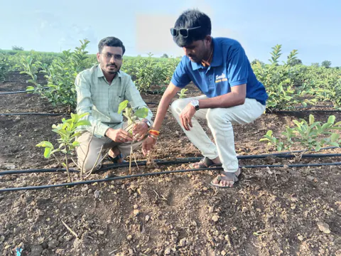 Tree Plantation 2025 – Maharashtra