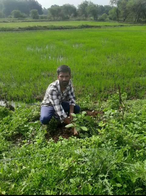Tree Plantation 2025 – Odisha